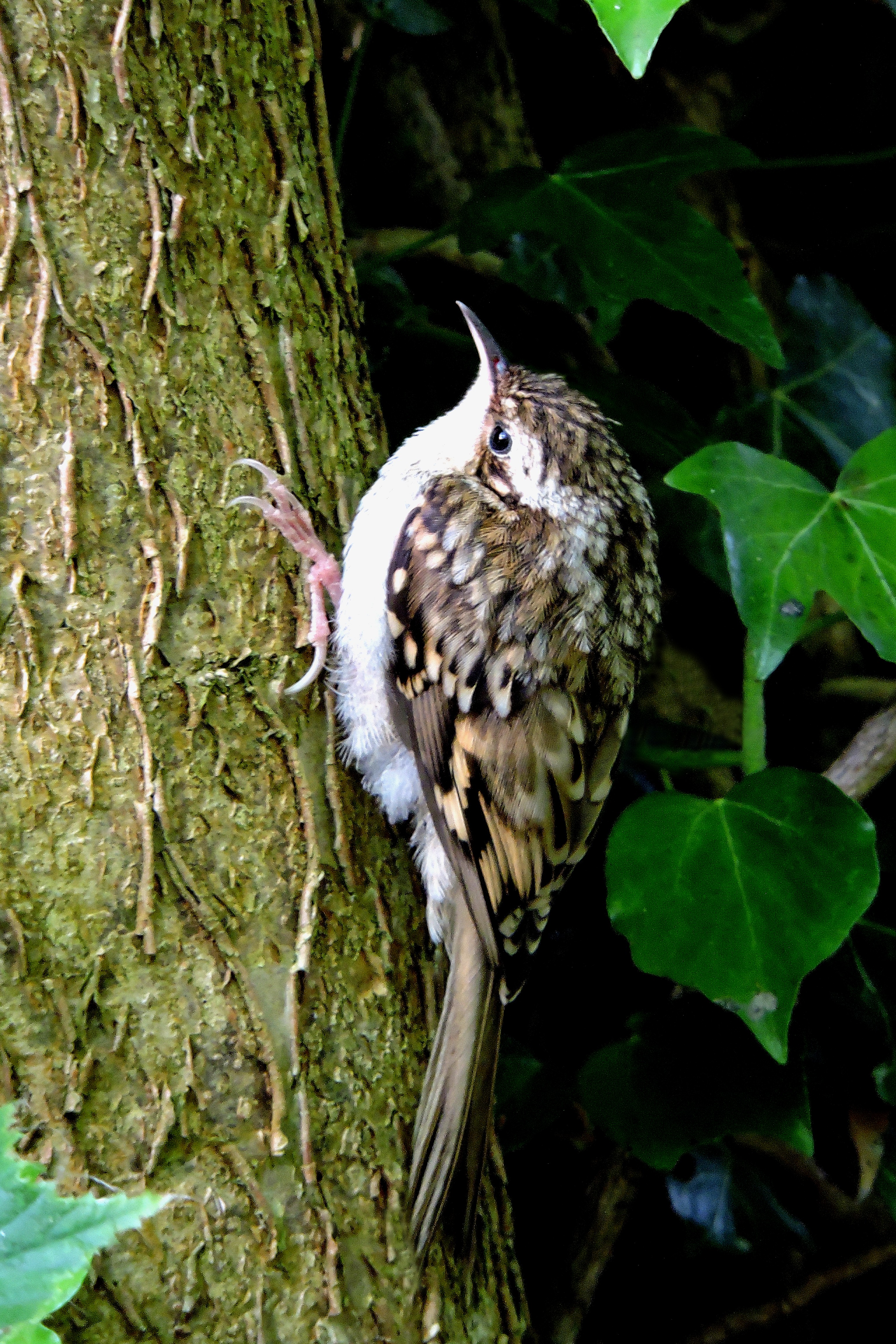 TREE CREEPER Bill Bagley Photography